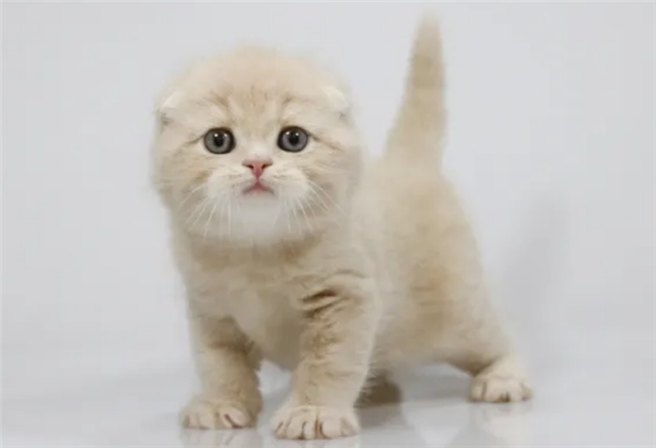 想要科学养猫，别只知道幼猫一天吃多少猫粮才合适！