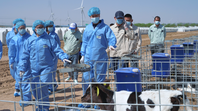 蒙牛乳业精准营养战略：引领牧场降本增效新航标
