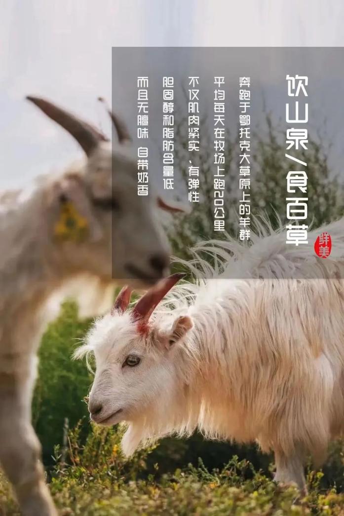 中国十大好吃的羊肉品种——为何阿尔巴斯山羊肉居于首位