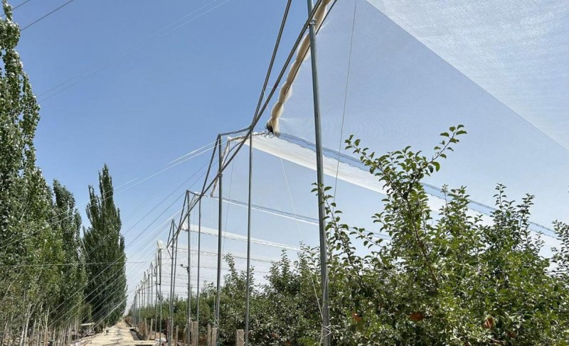 天山南麓的“人保守护”：以风险减量护航阿克苏产业升级