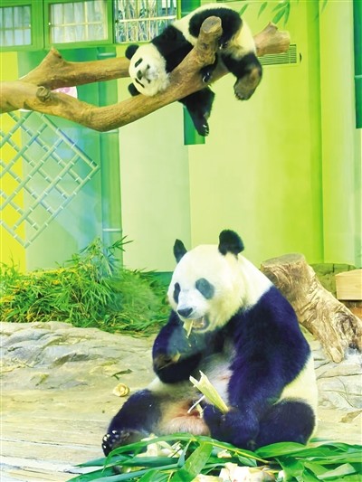 YY直播“宝地奇旅”：探秘长隆，解锁大熊猫“妹珠”的治愈日常