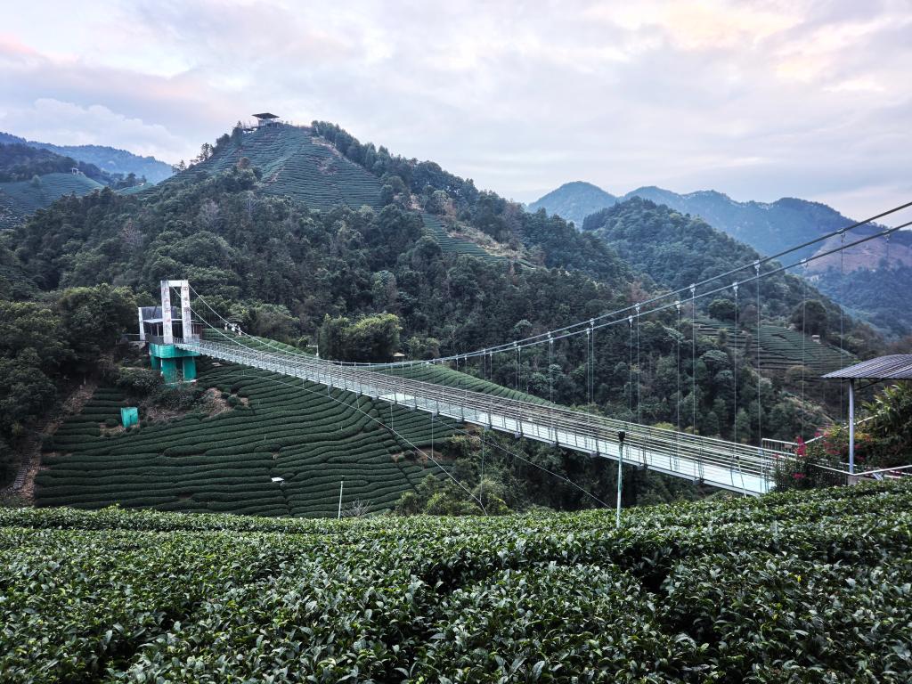 一片叶“沏”出农文旅融合新画卷