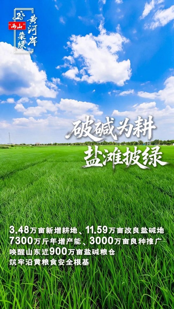 “两山”染绿黄河岸|破碱为耕麦浪涌，盐滩披绿稻菽香