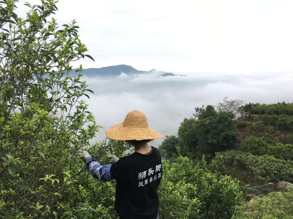 狮头脚深耕凤凰单丛赛道，全产业链布局筑牢品质根基