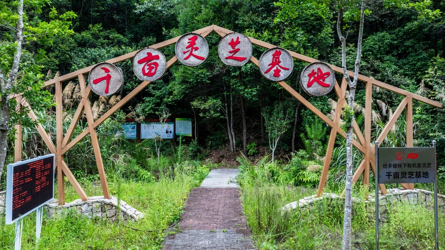 倍多健 — 灵芝产业新力量