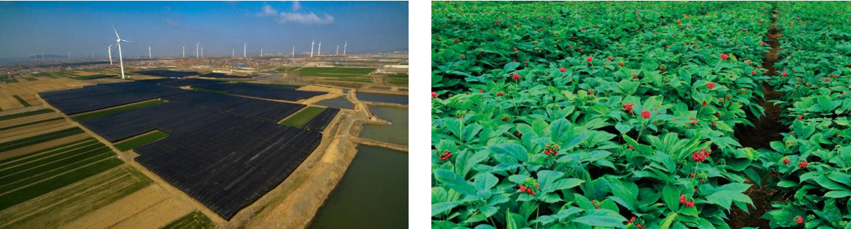 乘风破浪七十载，中国好参在颐阳  ——山东颐阳生物科技集团的匠心与坚守