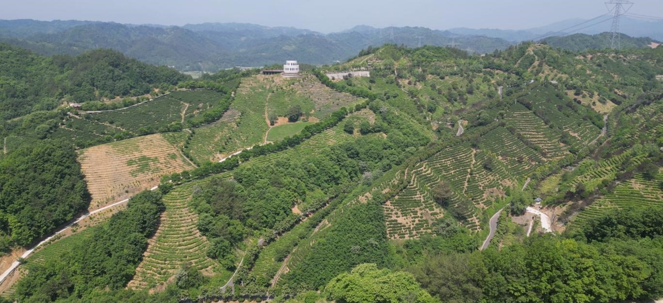 以茶兴农 绘就乡村振兴新图景