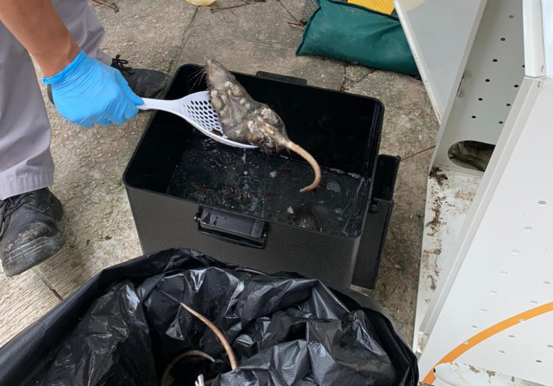 海富BRT智能捕鼠器 “智解”深港两地鼠患难题