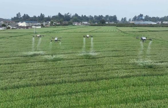 四川青神:智慧农业“云”托管 春管尽显科技范