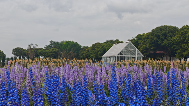 “探新成都”春季消费图景：9.9元游花海、四季可攀冰、深夜不打烊——成都新消费场景让幸福触手可及