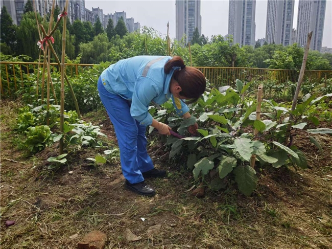 湖州：小菜园撬动大服务