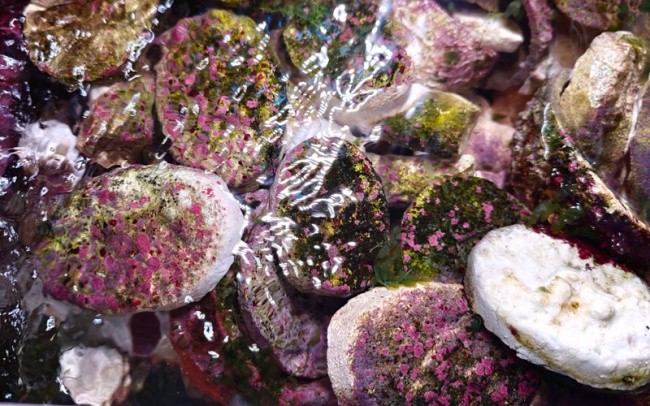 皇海水族实现核心技术突破，引领人工海洋系统迈入新阶段