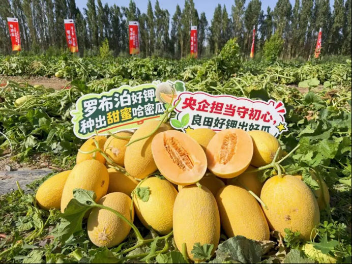 瓜香四溢 甜润八方！“罗布泊”优钾守护蜜瓜丰收，共赴甜蜜增收好时节