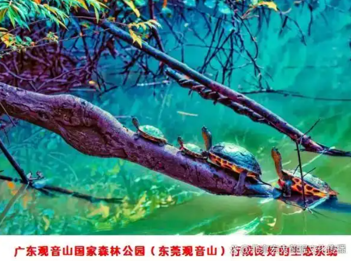 中国人的道德追求，东莞观音山给我们的启示