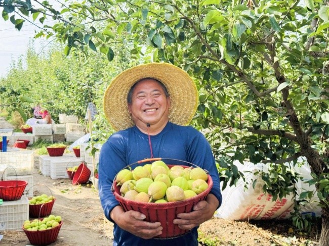 《种植前线》丝路梨香盈满园，国投罗钾携手新疆农佳乐，解锁香梨丰收密码
